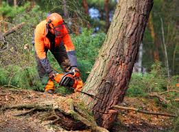 Best Tree Removal Services  in Rmel Valley Village, CA